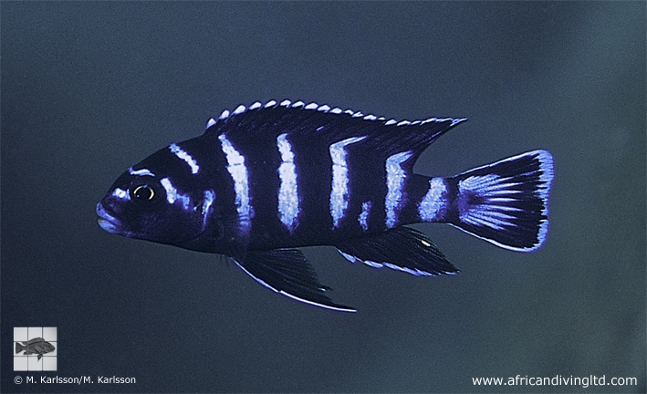 Chindongo demasoni 'Pombo Rocks'